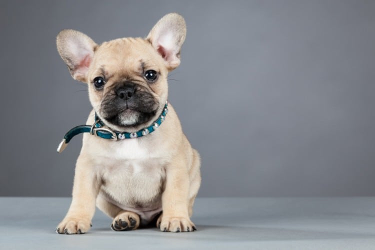 French Bulldog Puppy Wearing Rhinestone Collar
