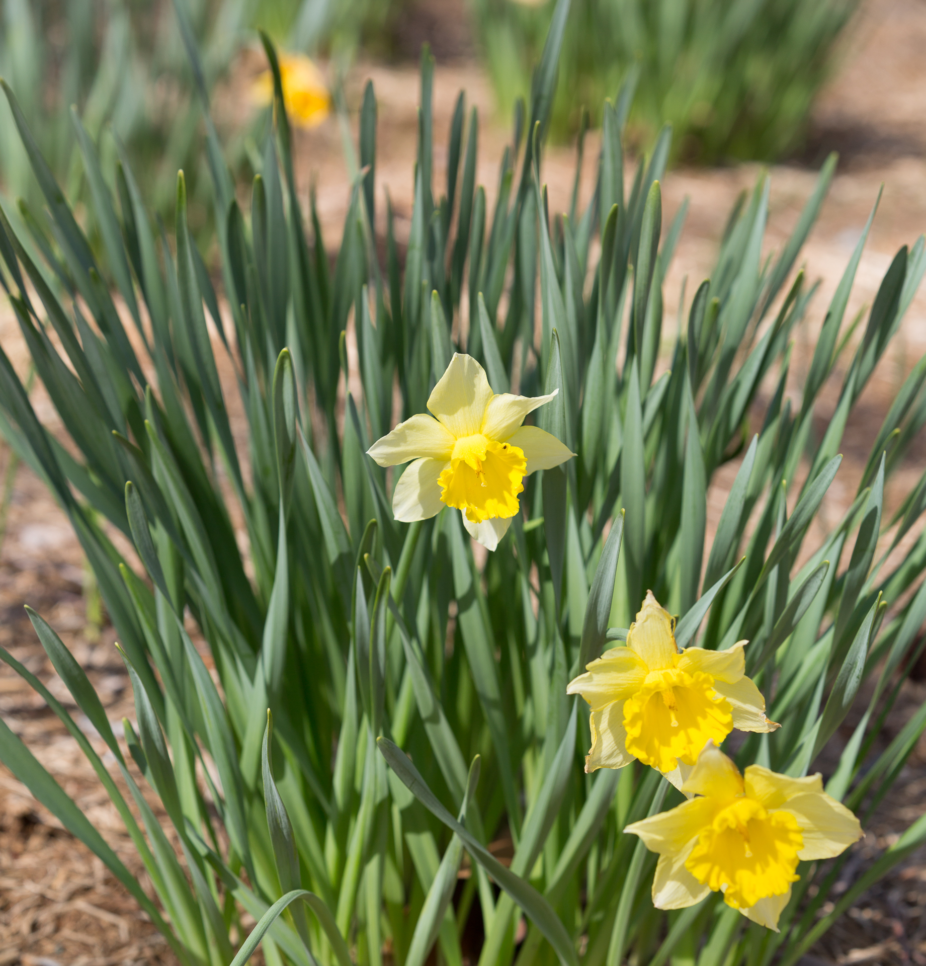 Daffodils
