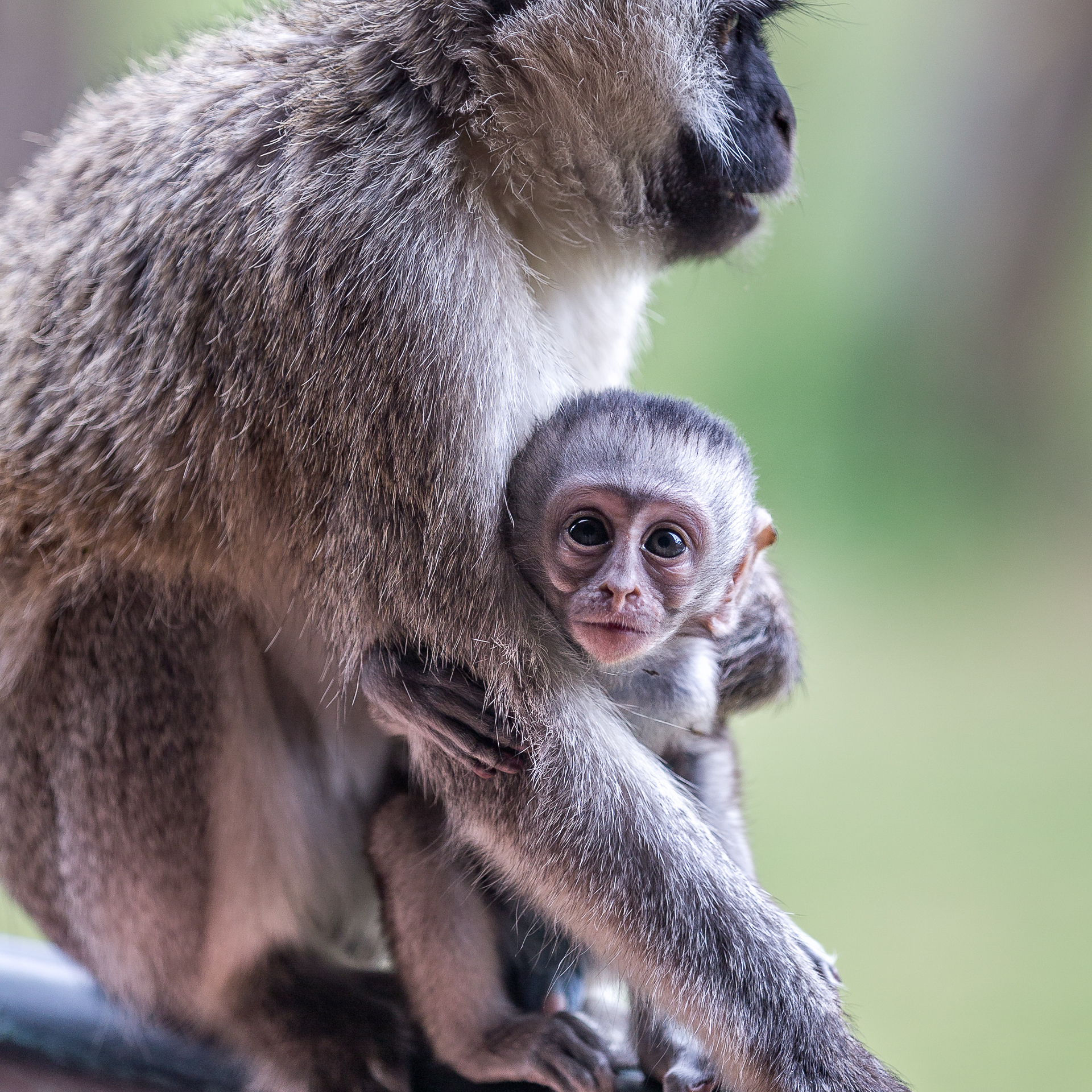 Vervet Mama and Baby at Lake Naivasha, Kenya