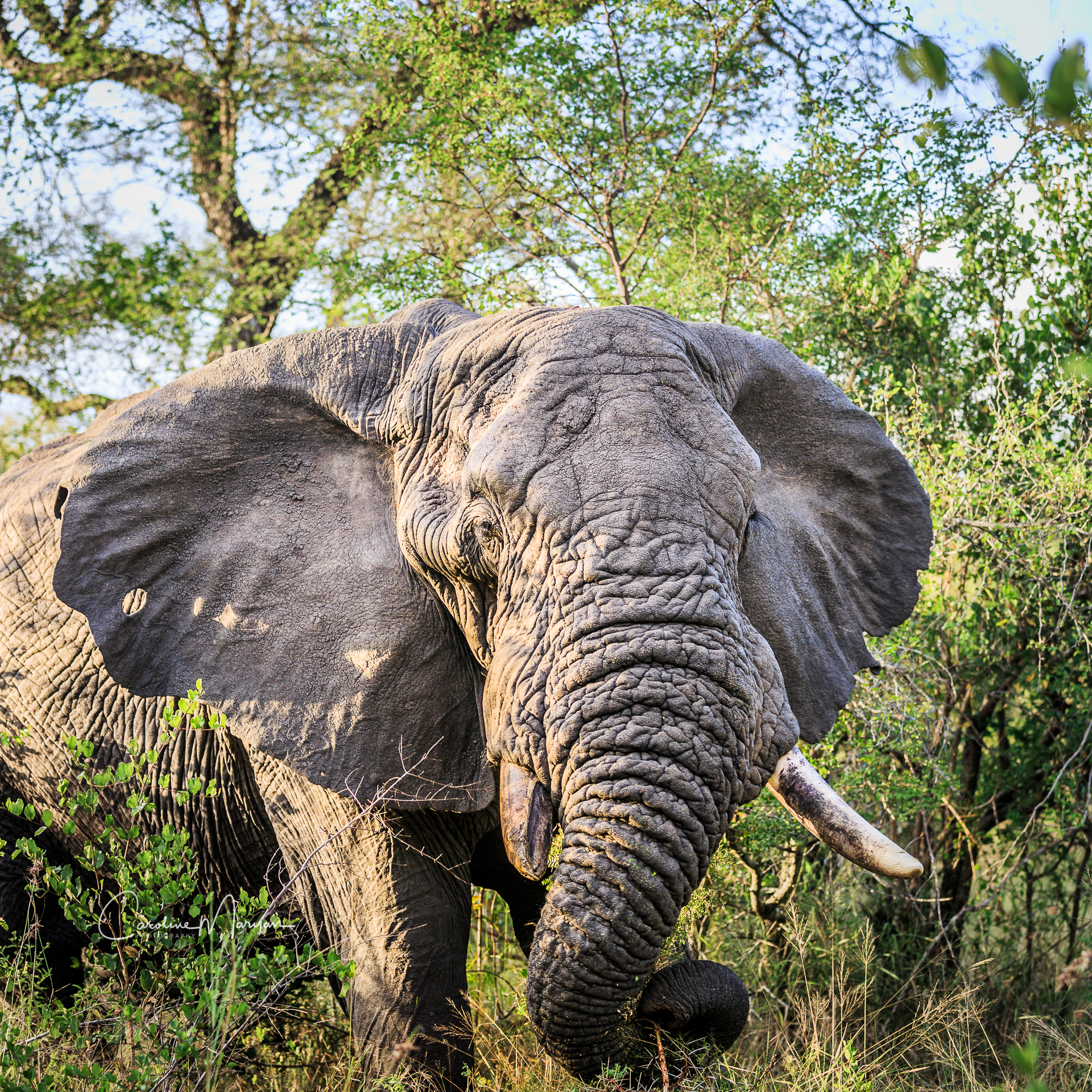 Old Elephant at Dawn