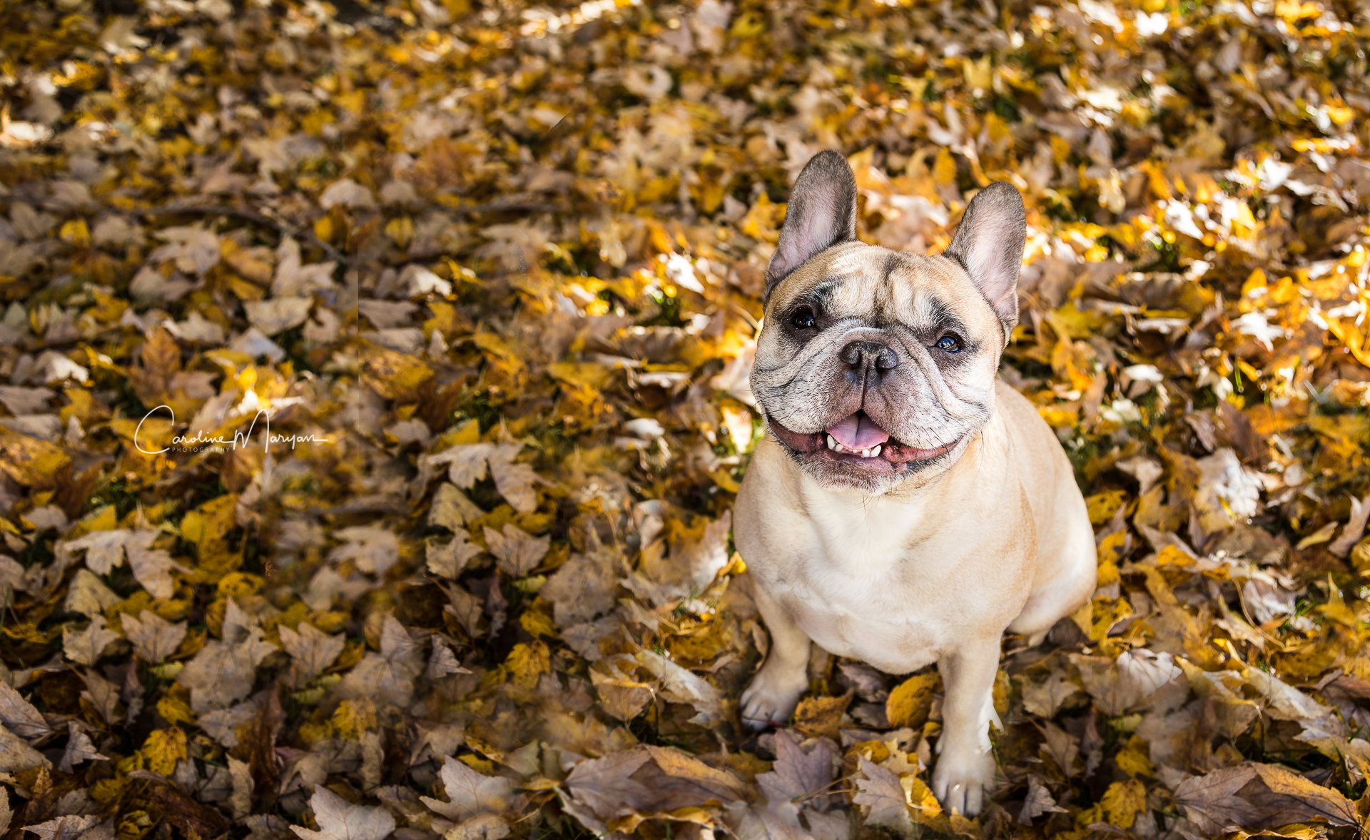 Napoleon, the French Bulldog, posing for a portrait in autumn leaves.