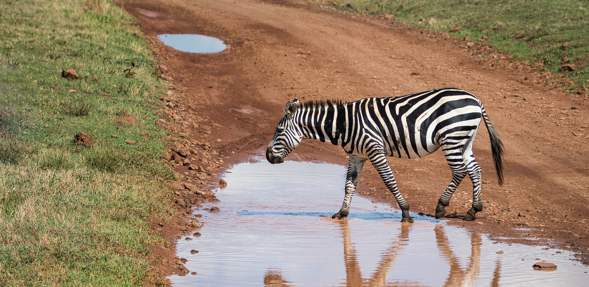 Photo of a Plains Zebra in Africa