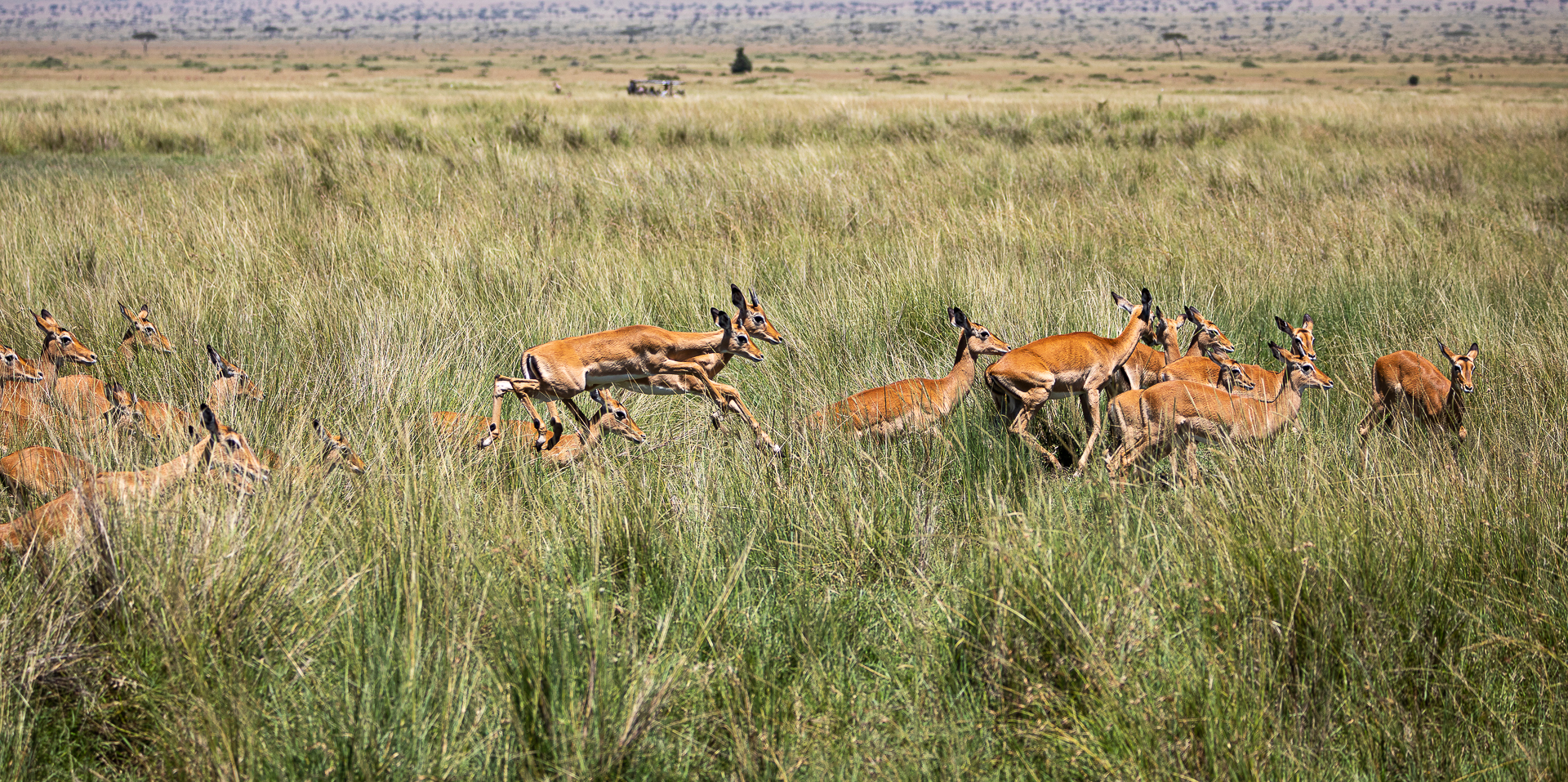 heard of female impala leaping in Masai Mara