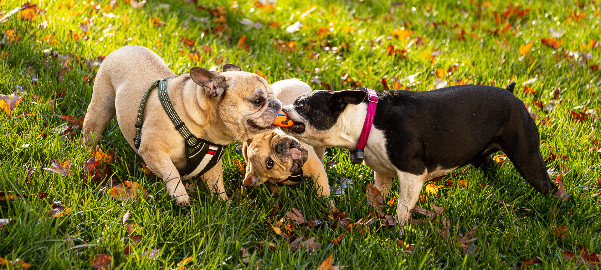 Three dogs playing Steal the Toy