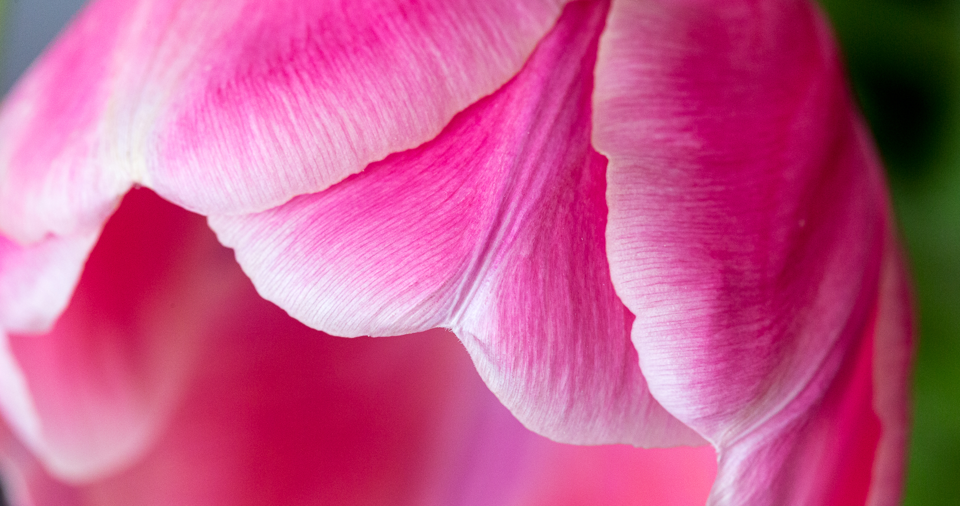 Pano of macro shot of pink tulip