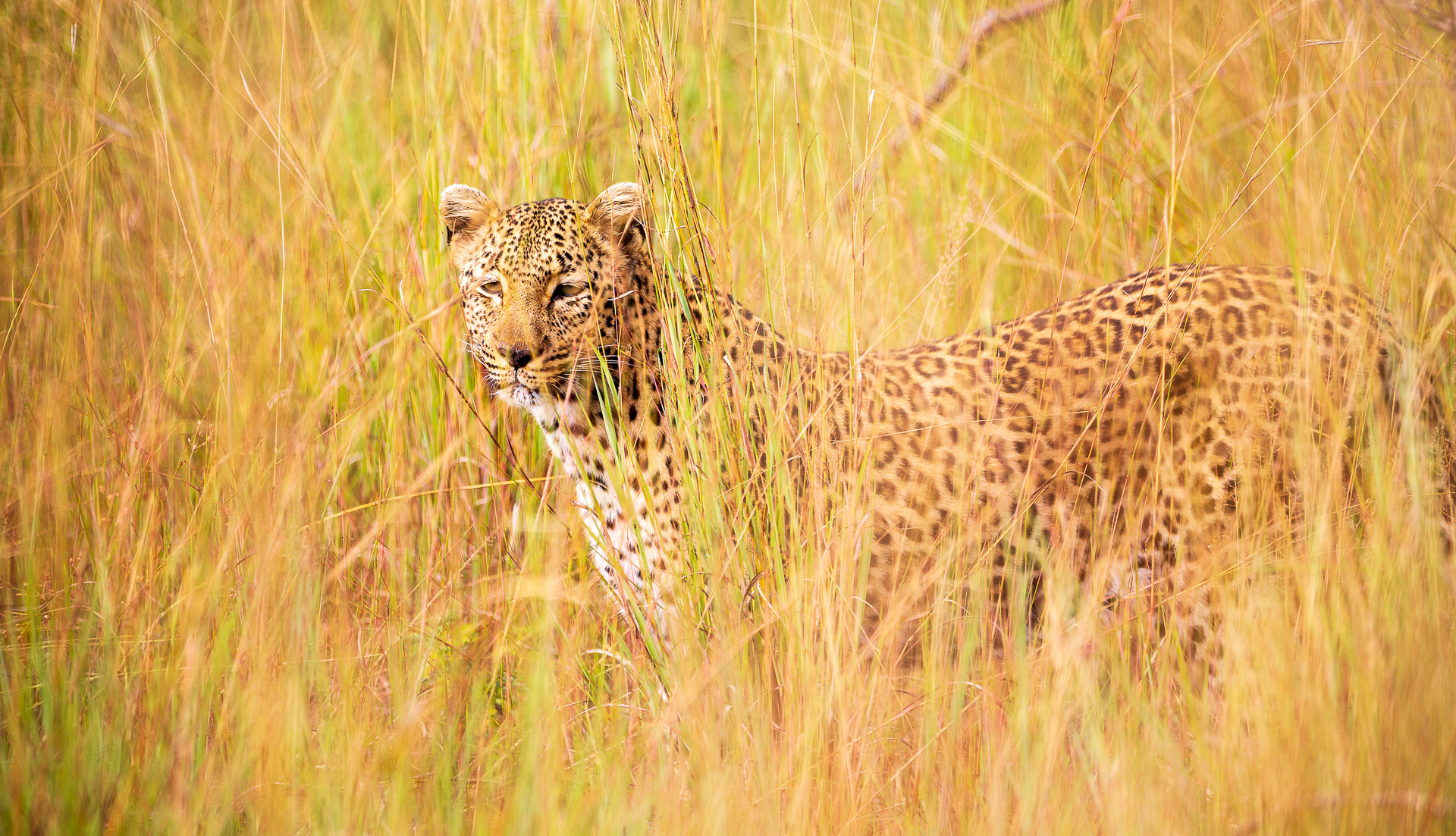 set your focus point to shoot through grass
