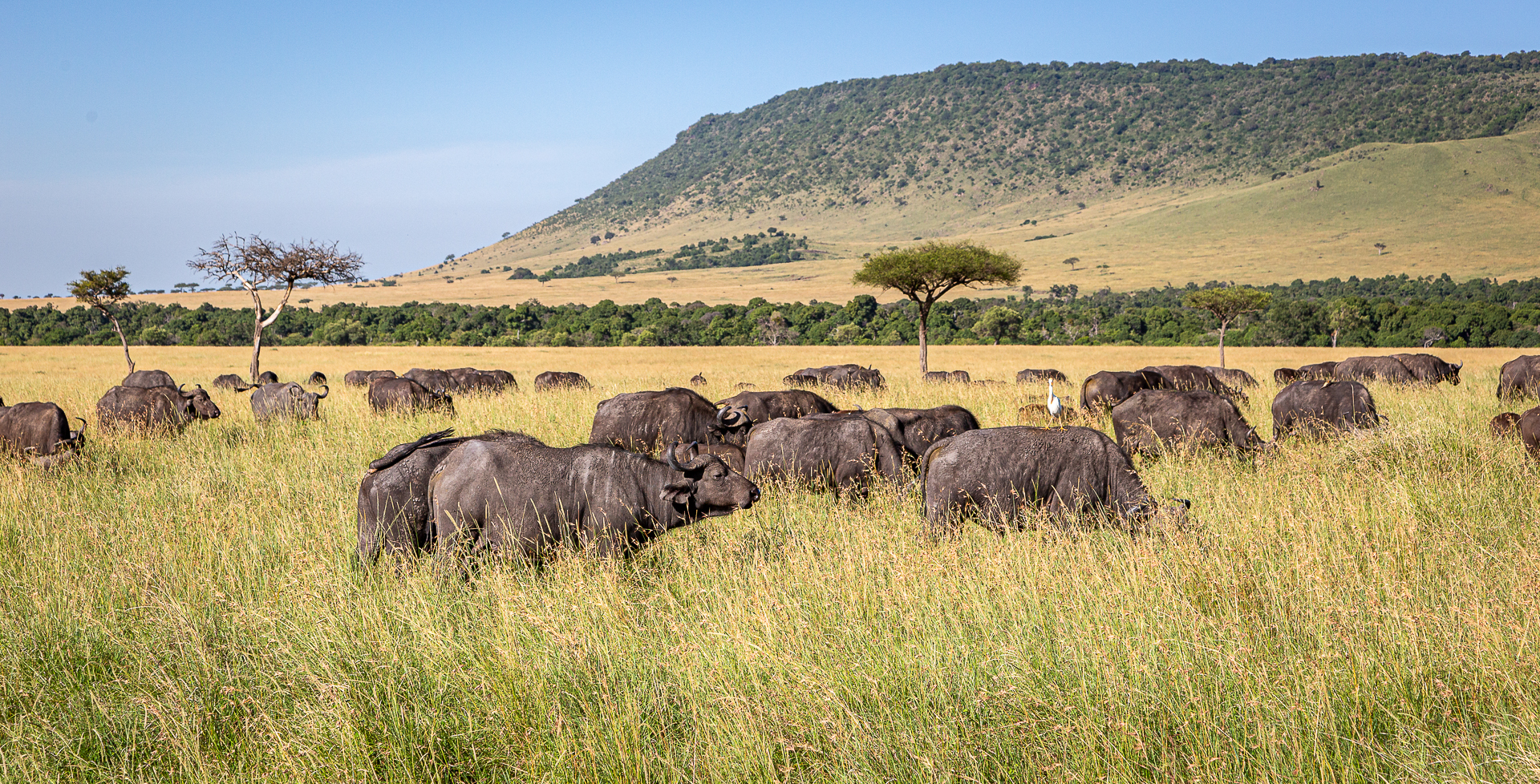 Herd of Cape Buffalo