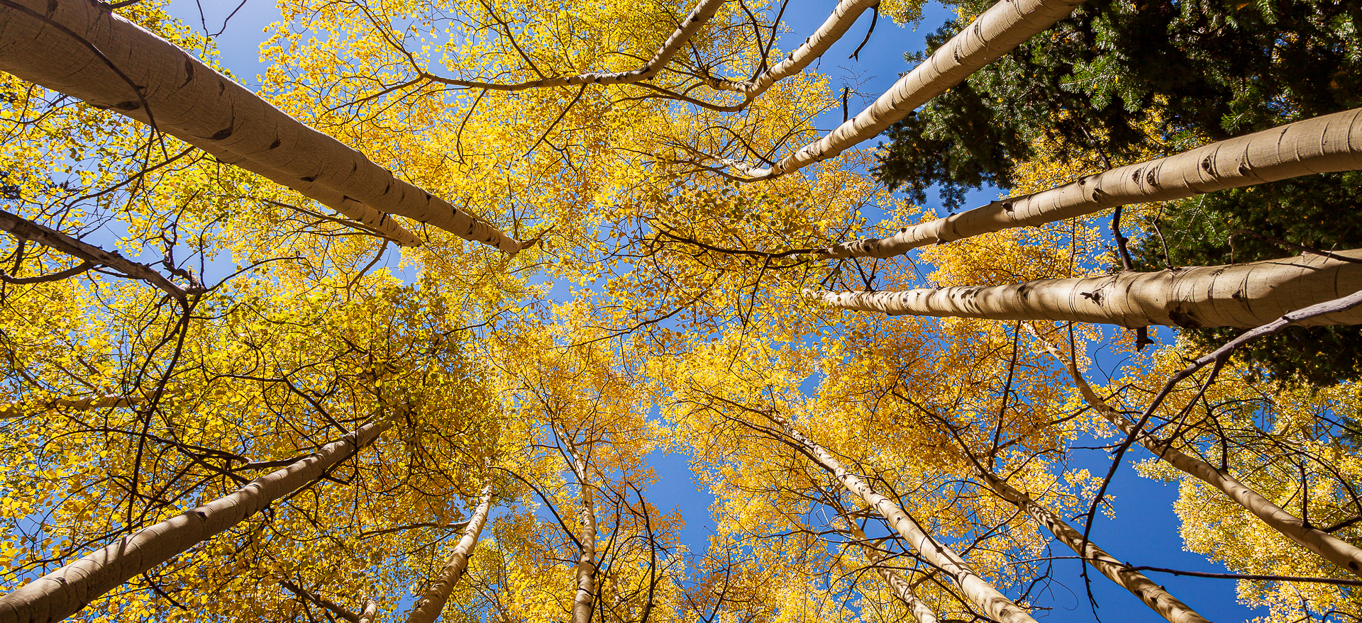 shoot up to make fall colors pop