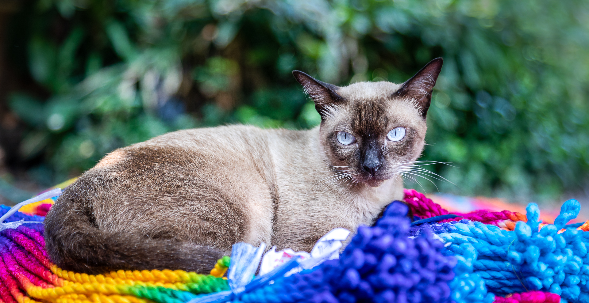 Beautiful cat lying on colorful paper