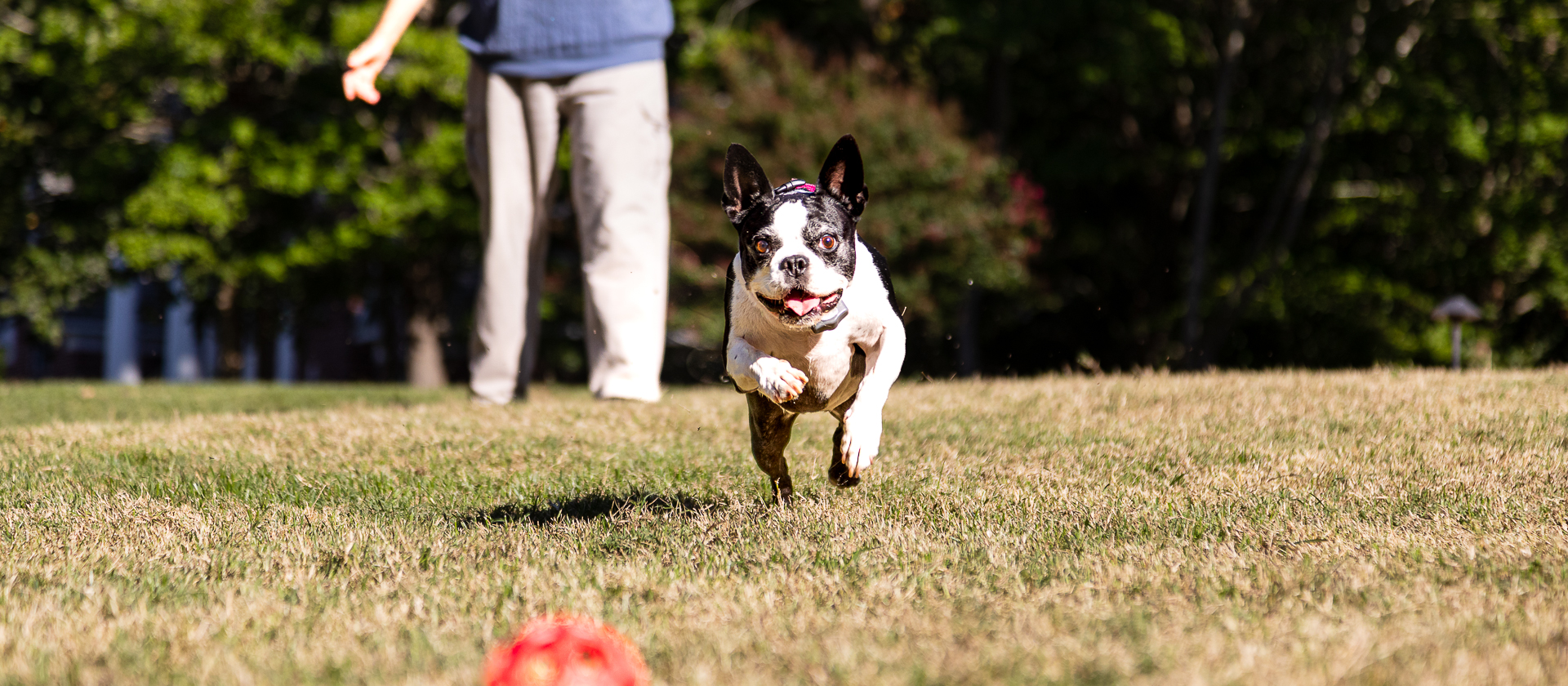 Boston Terrier Chasing a ball