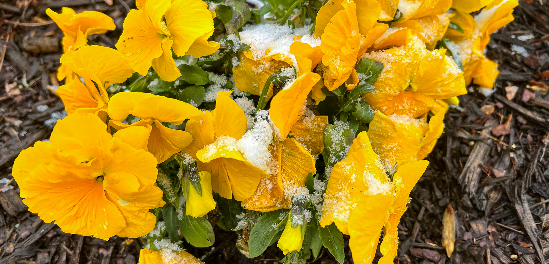 yellow pansies with snow on them