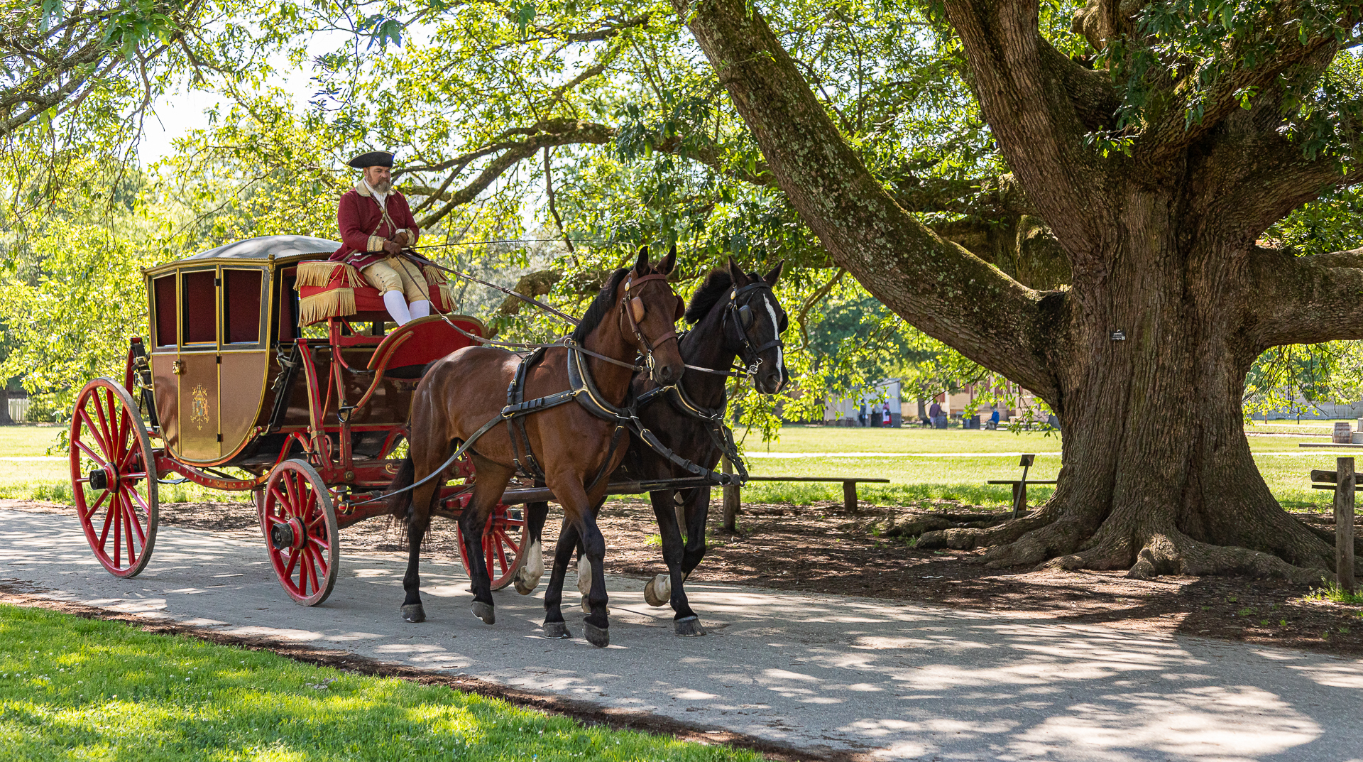 Carriage and Horses Next to Compton Oak in Colonial Williamsburg