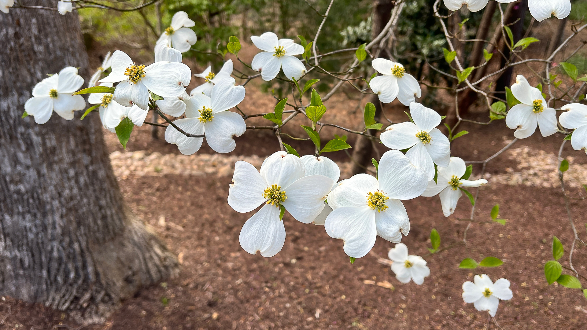 Dogwood Blossoms