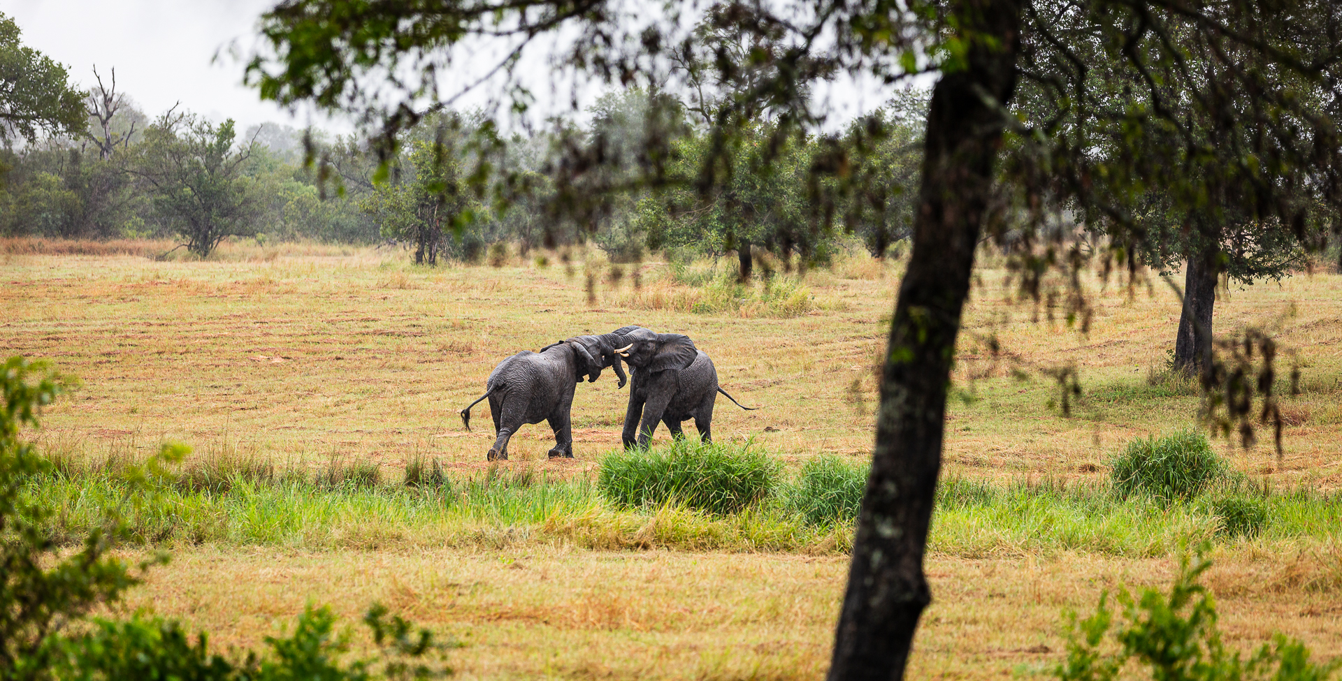 Elephants Wrestling in Sabi Sabi