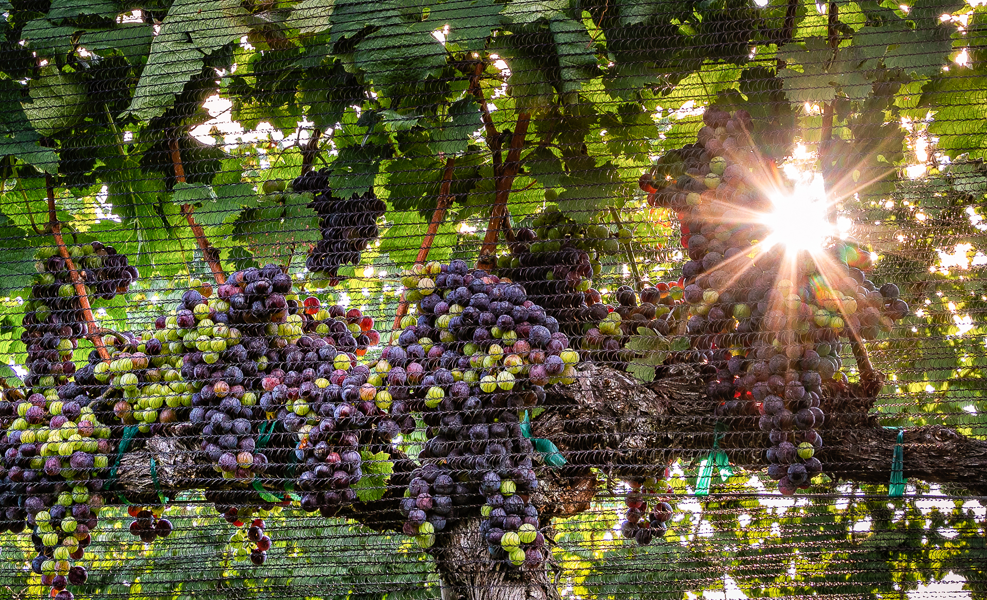 panorama of grapes on a vine shot at f/11