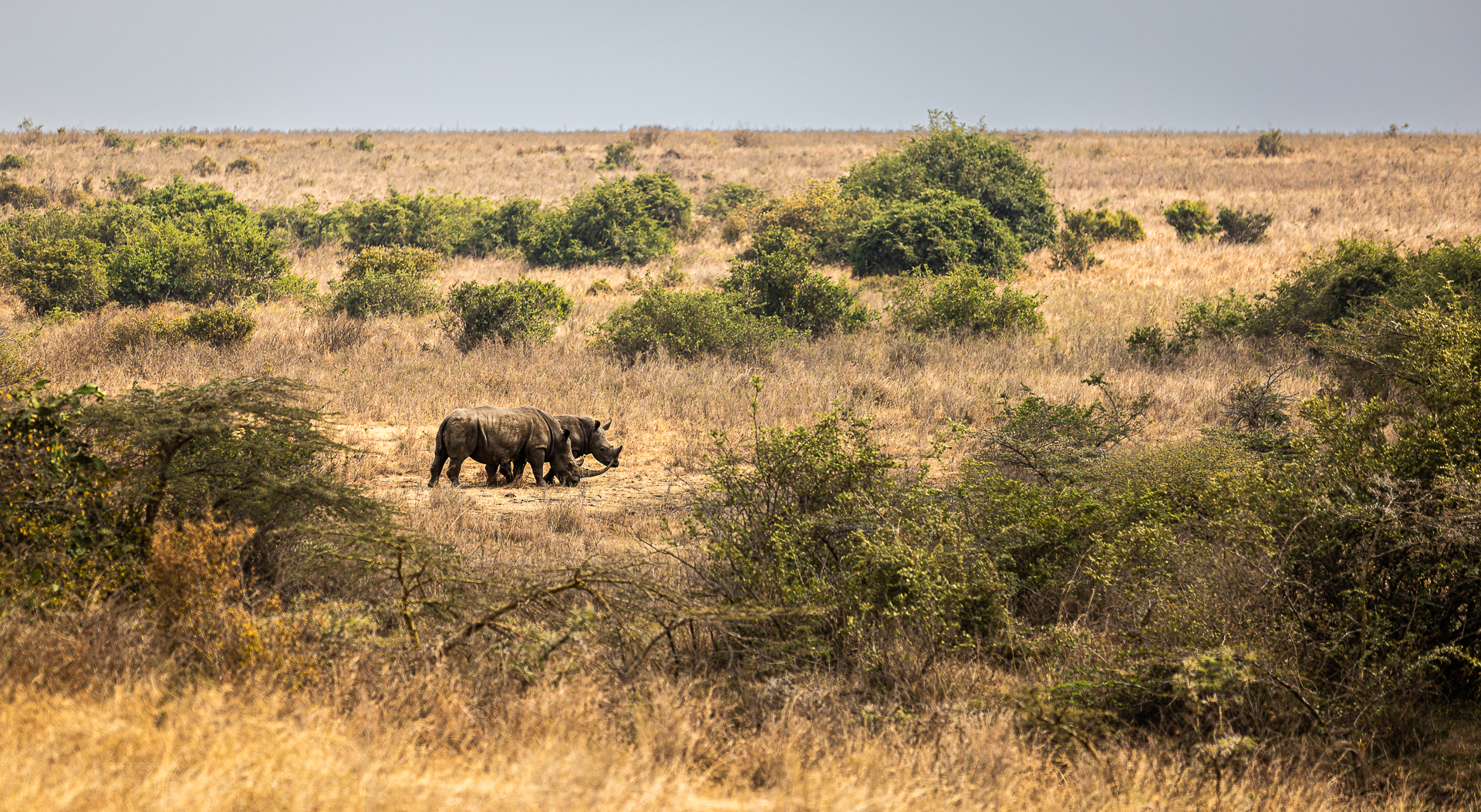 Panorama of 2 Black Rhinoceros in Nairobi