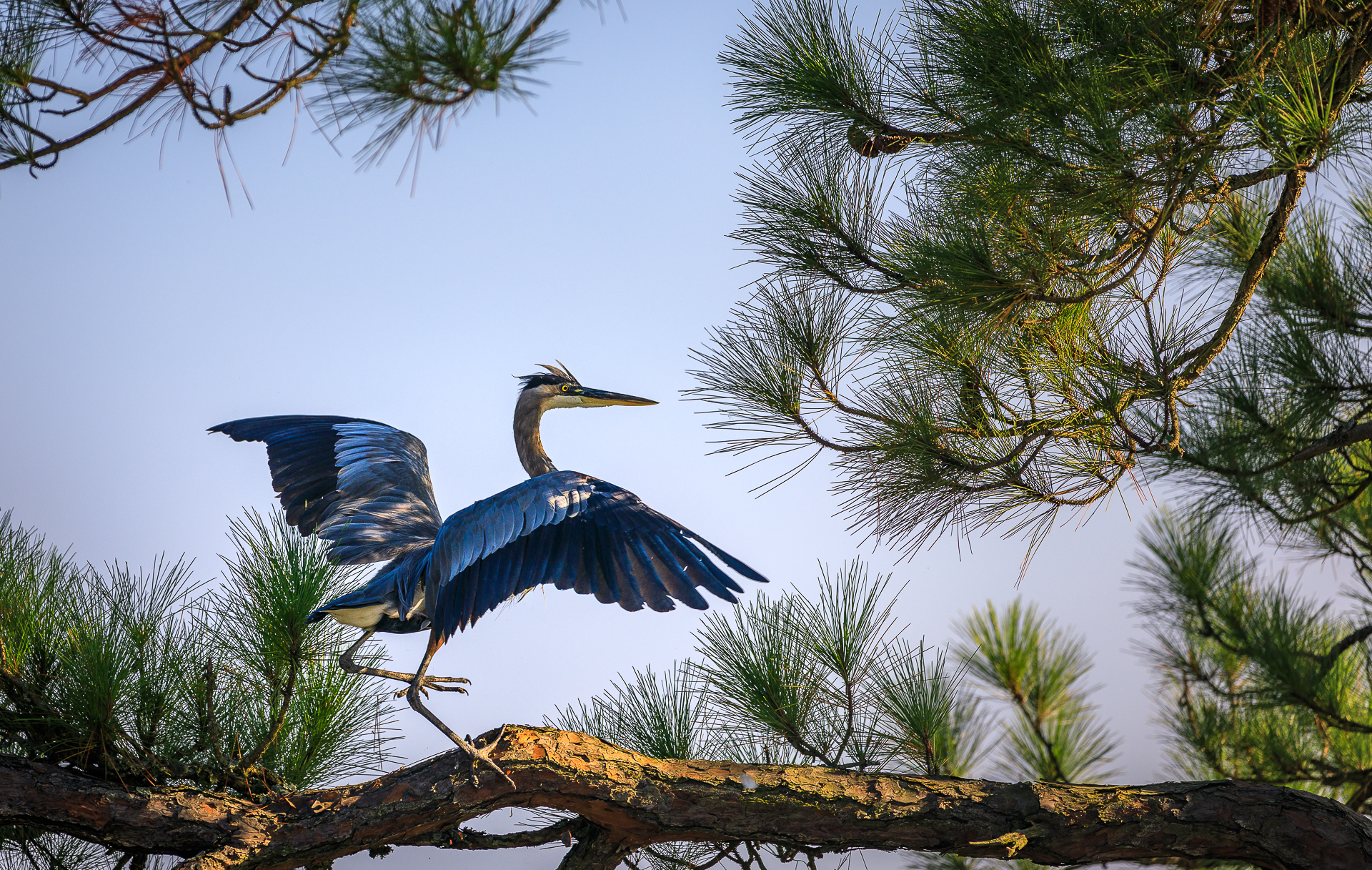 A juvenile great blue heron stretching his wings in a pine tree, near his nest.