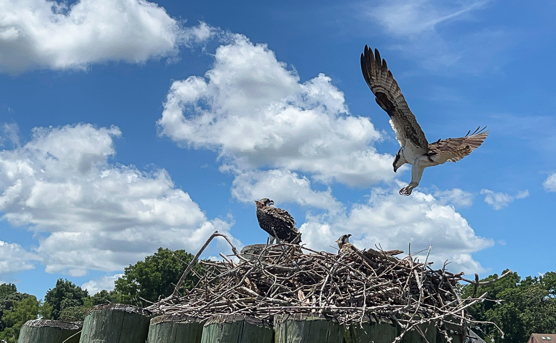 An Osprey coming in for a landing on the nest with it's mate and baby watching.