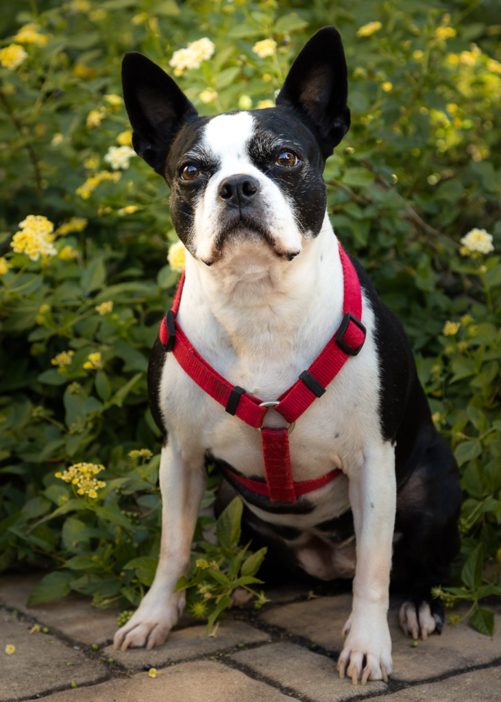 Imagine this Portrait of Boston Terrier Sitting in Yellow Flowers printed on men's shorts for Father's Day.
