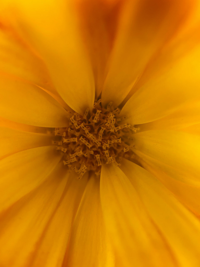 Macro Flower Shot taken with Moment Macro Lens and Moment App.