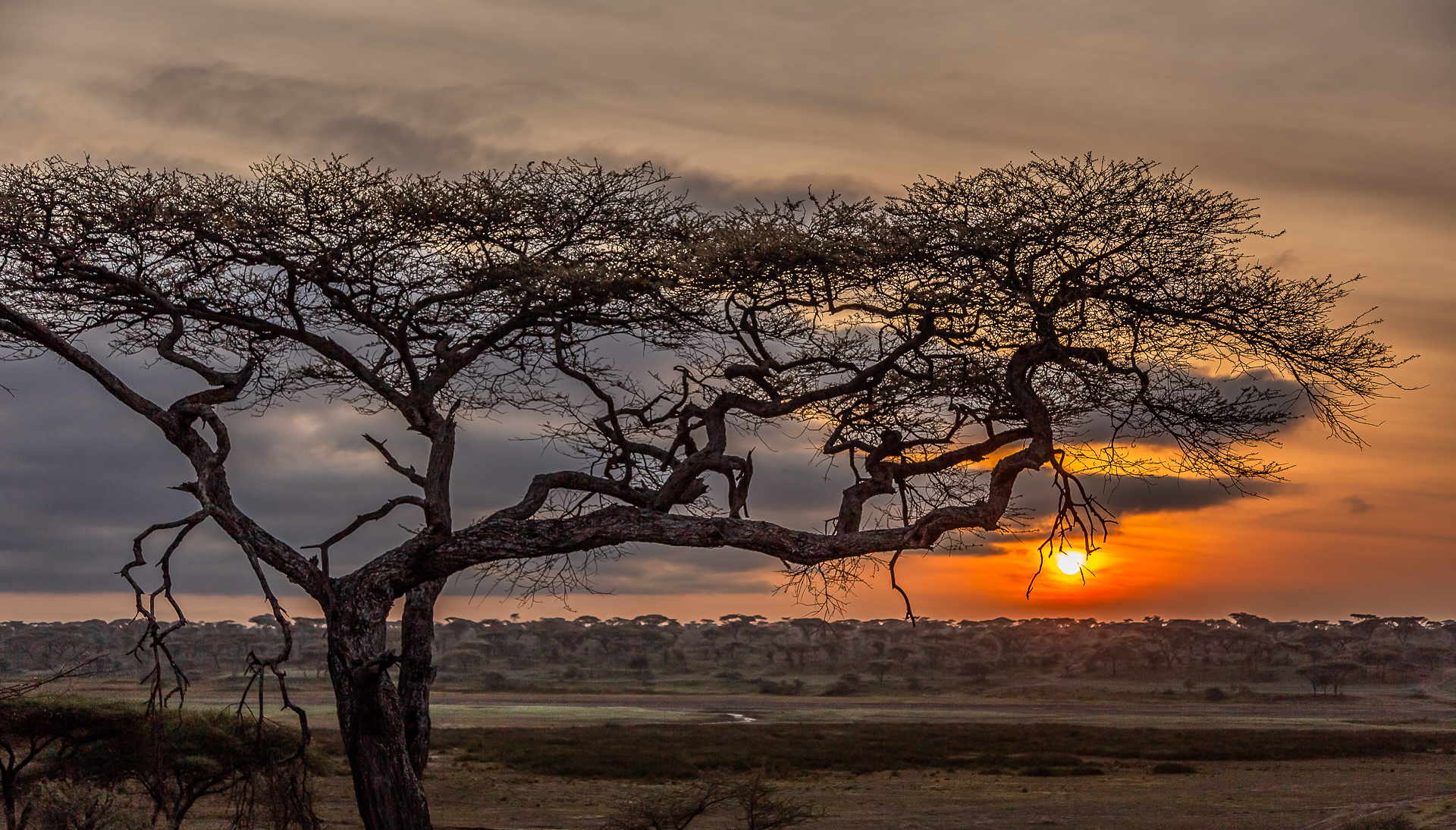 A panoramic sunrise shot on the Serengeti. In the foreground is the silhouette of a tree. In the background, you can see the sun in the clouds.