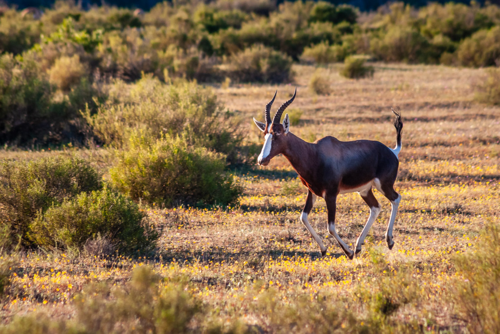 Program Mode Photography allowed me to capture this photo of a Bontebok as he Runs Across the Wildflowers in the Cedarberg Mountains in South Africa.