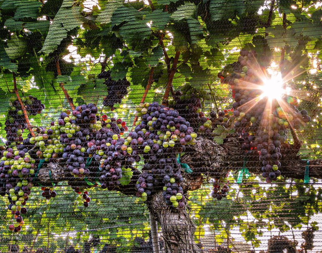 Backlit grapes on vine with Exposure Compensation applied.