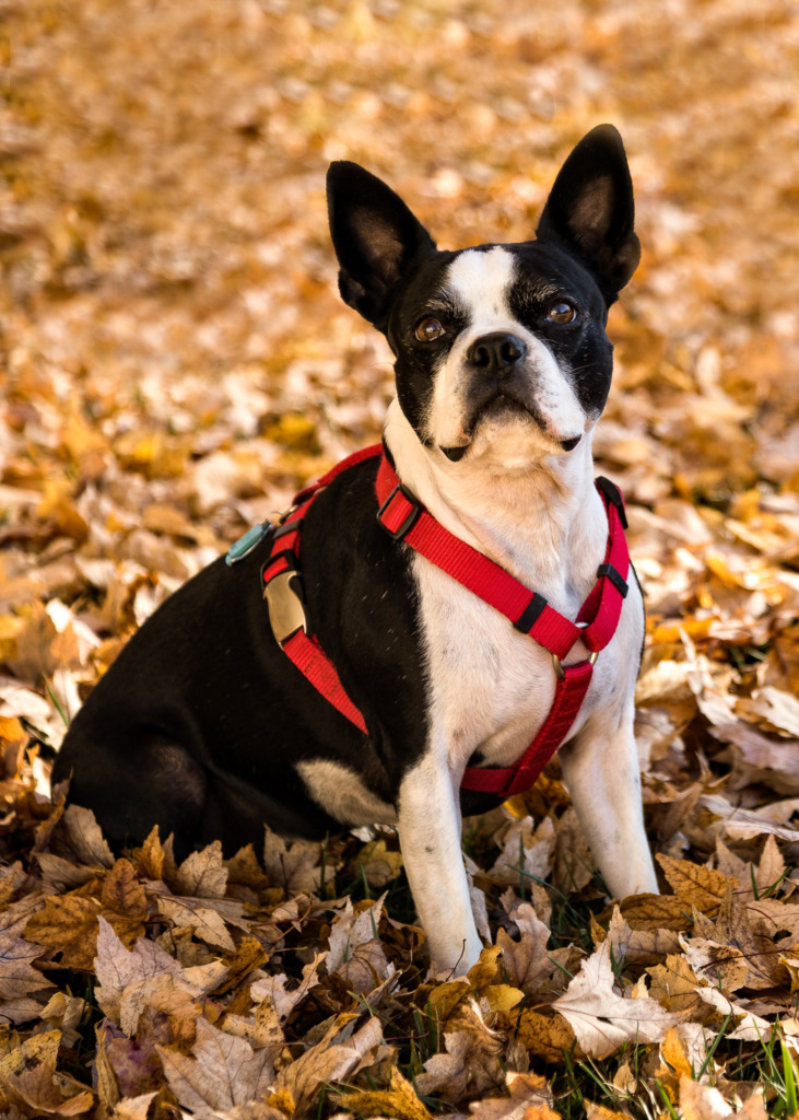 how to blur background with DSLR to create a pet portrait for a Boston Terrier in the golden autumn leaves