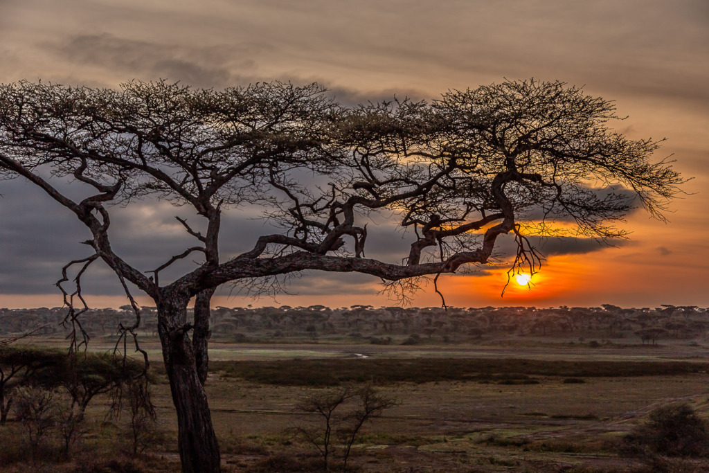 The sun rises over a river in the Serengeti in Tanzania, Africa. An acacia tree is in the foreground.