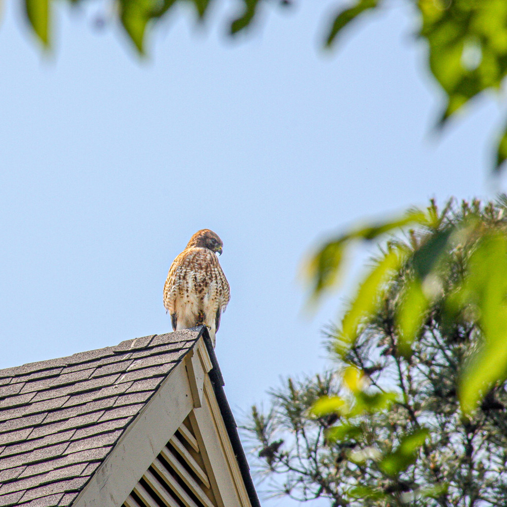 A Red-shouldered hawk sitting on top of a roof,