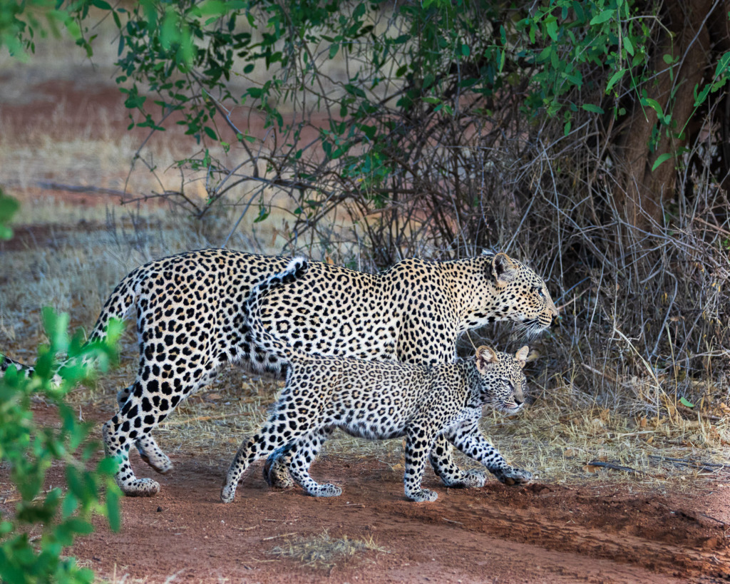 Mother leopard walking with her young cub in early light in Samburu National Reserve, Kenya.