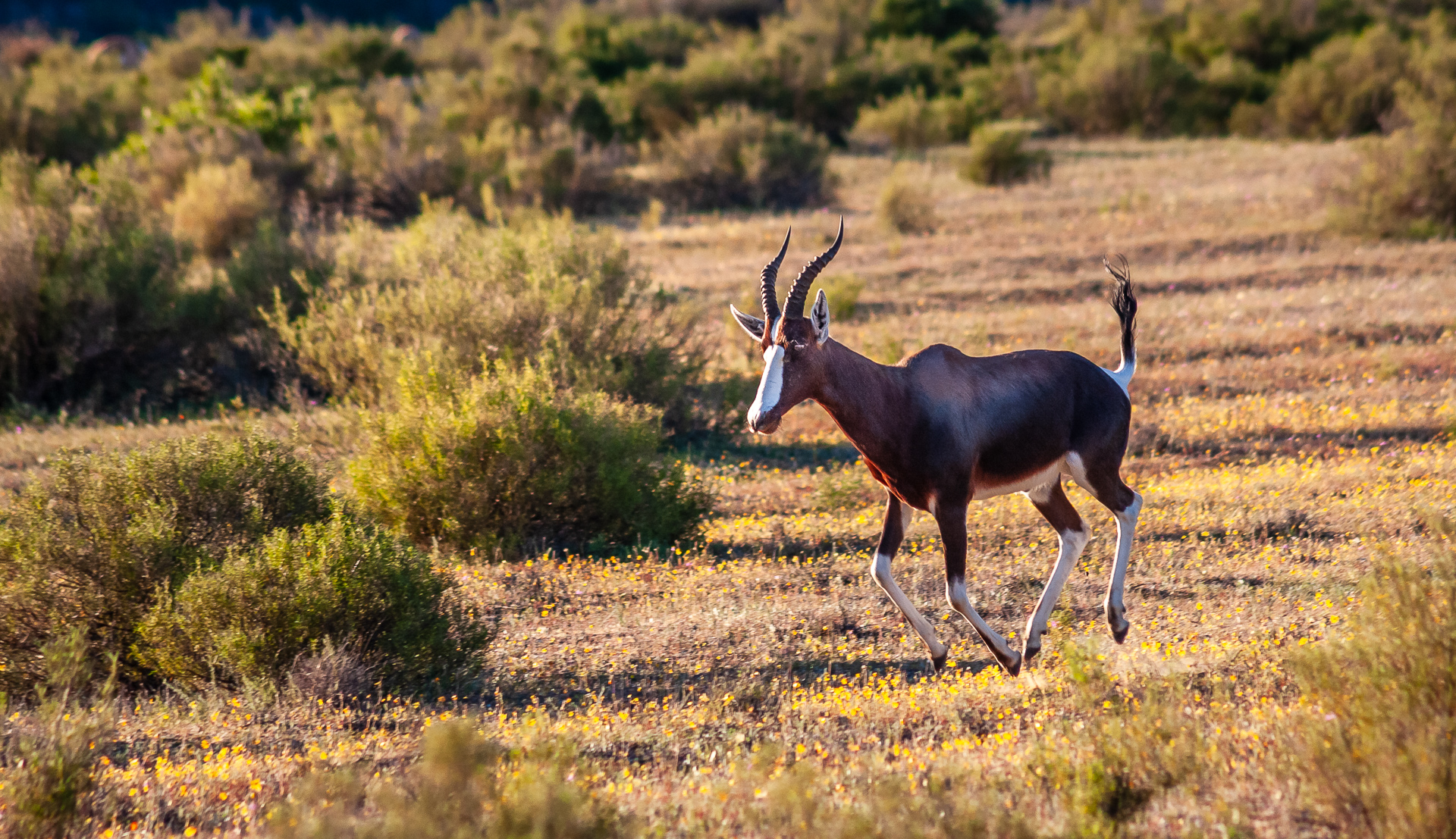 Program Mode Photography allowed me to capture this Bontebok as he Runs Across the Wildflowers in the Cedarberg Mountains in South Africa