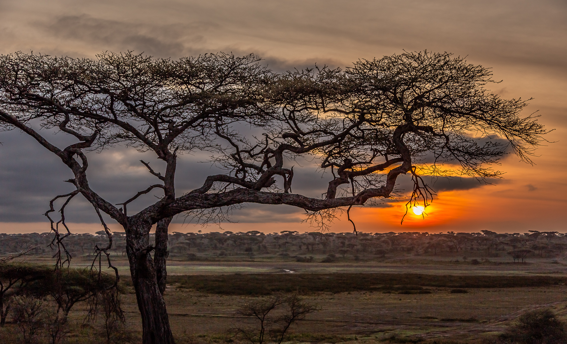 why use manual mode? To capture photos with the sunrise in the background like this one of an acacia tree in the Serengeti in Tanzania.