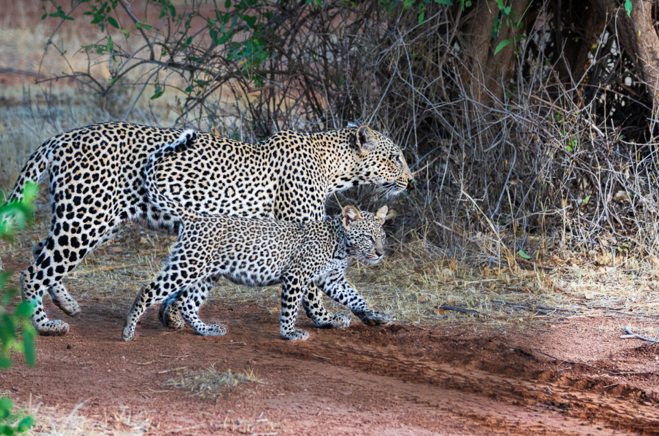 Freeze It or Blur It: Creative Shutter Speed Photography with Shutter Mode