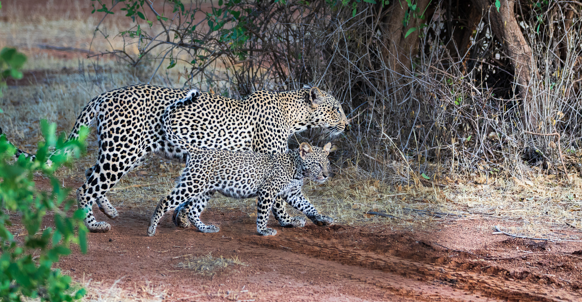 Mama leopard and her cub in Samburu National Reserve, Kenya.