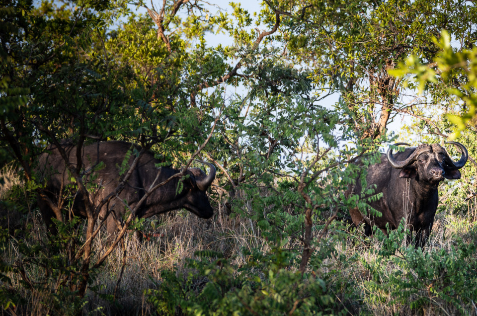 How to Blur Background with DSLR: Six Real-Life Examples Using Aperture Mode
