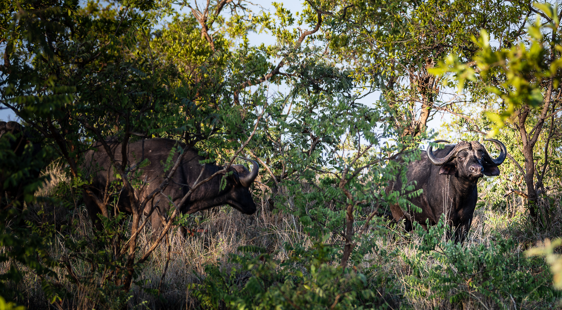 how to blur background with DSLR to make two Cape Buffalo in the bush stand out.