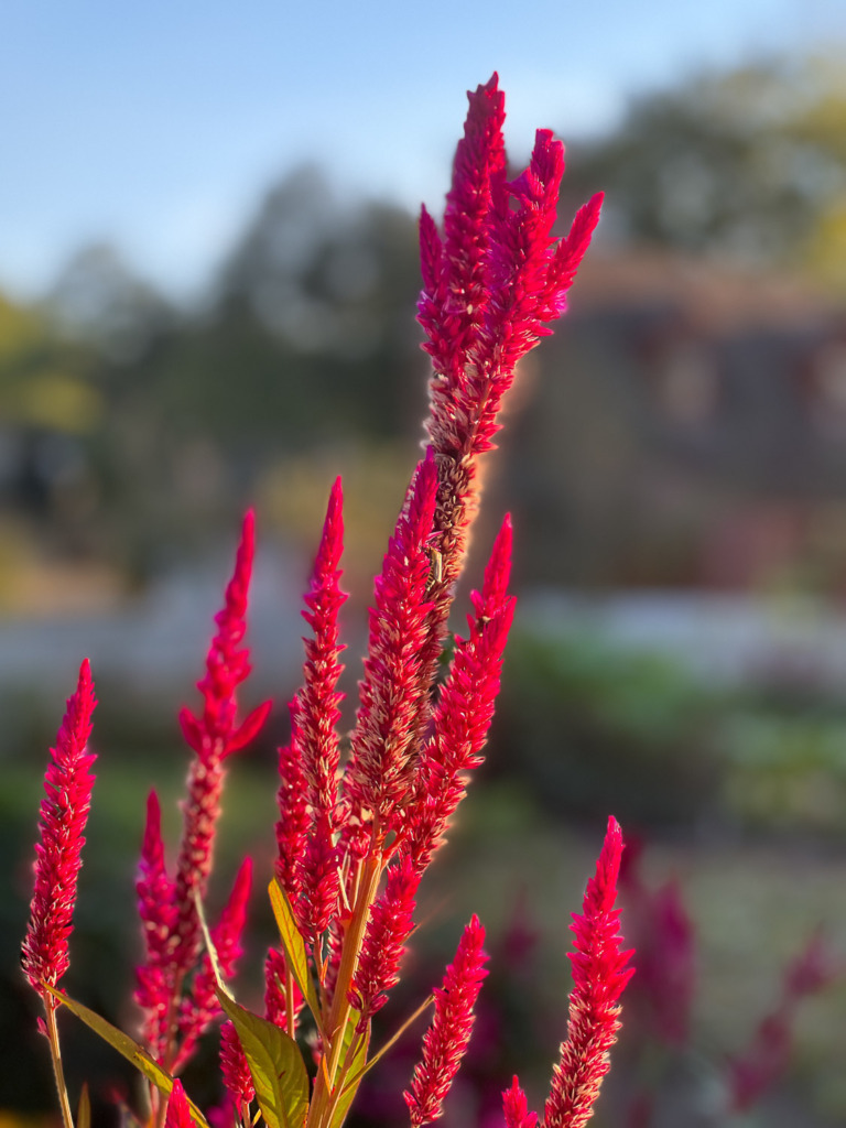 Photo of Plumed Cockscomb flowers with blurred background on iPhone
