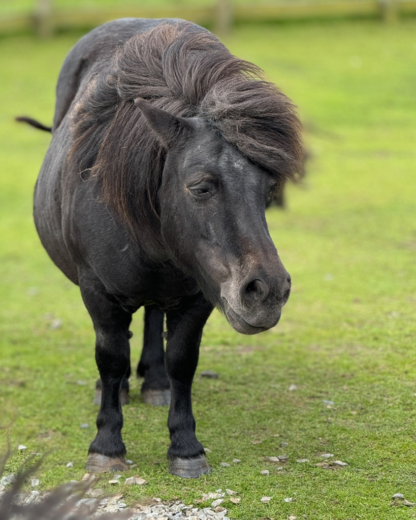 Photo of black Shetland Pony in the Shetland Islands, Scotland.