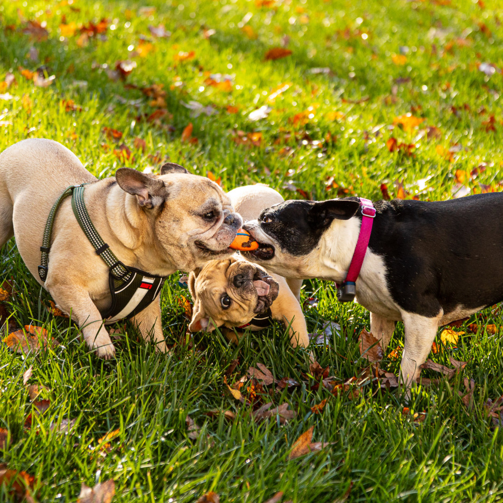 Three dogs pulling on a toy as they play steal the toy.