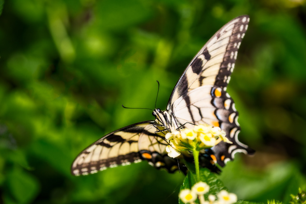 Adult swallowtail butterfly sipping nectar in the late summer.