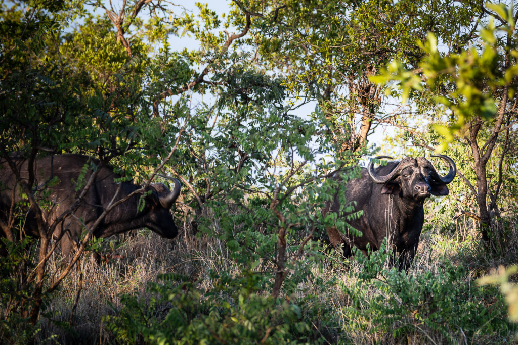 Two Cape Buffalo in the bush in Tarangire National Park in Tanzania.
