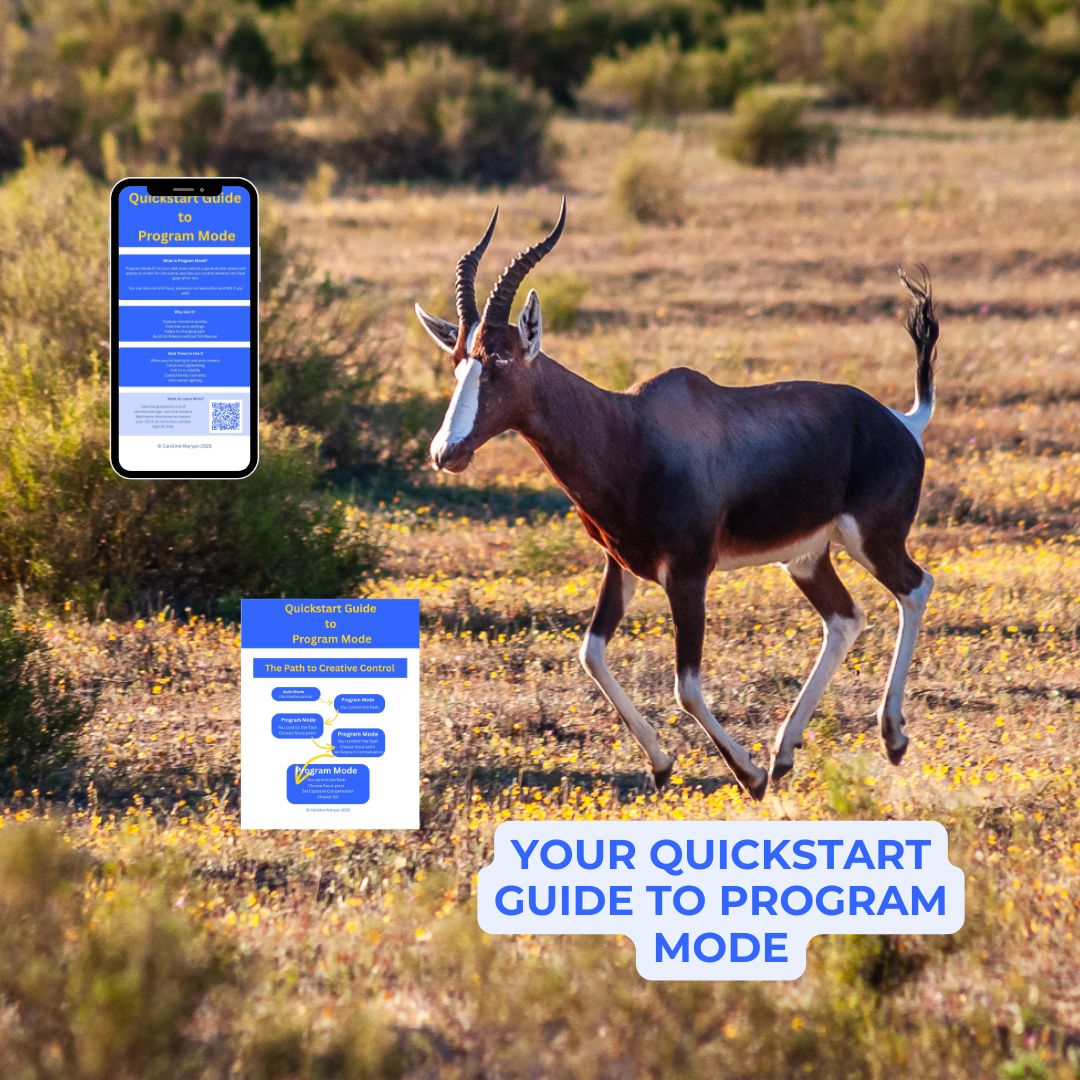 Bontebok bouncing across a field in South Africa