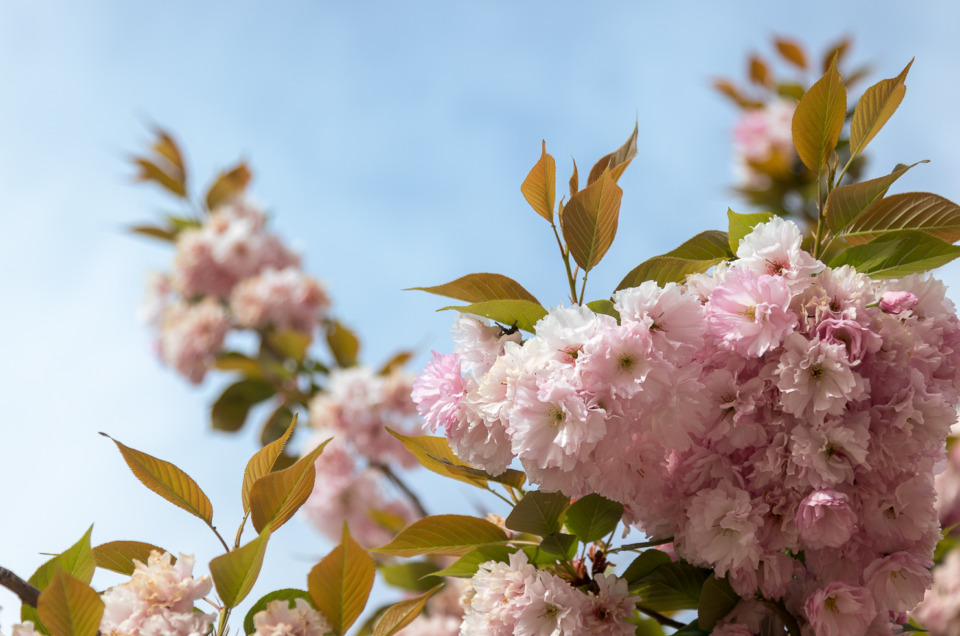 cherry blossoms in Washington, DC