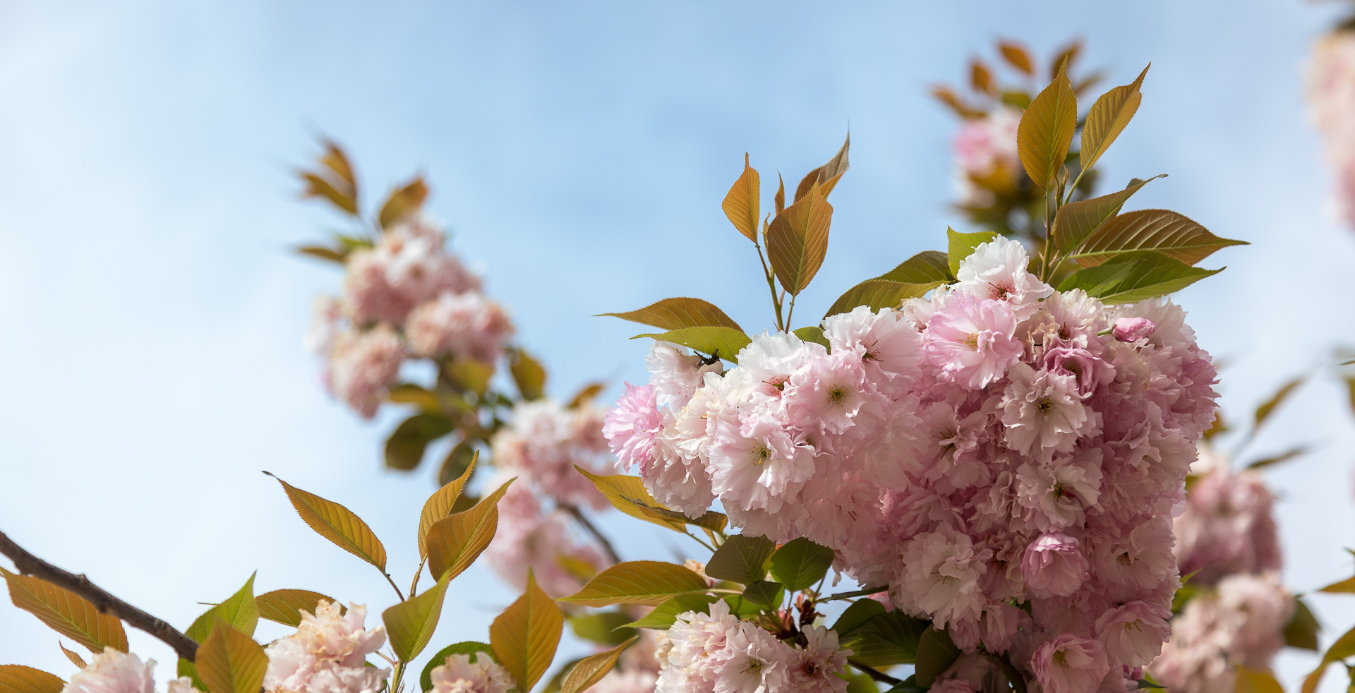 cherry blossoms in Washington, DC