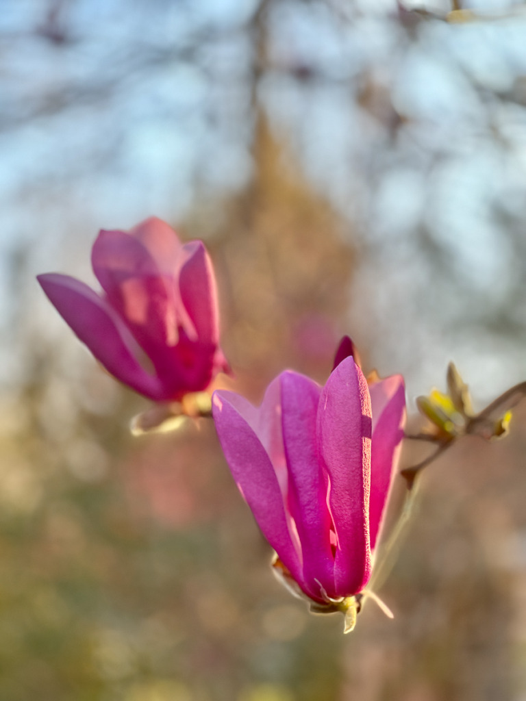 spring photography of magnolia blossoms in golden hour light