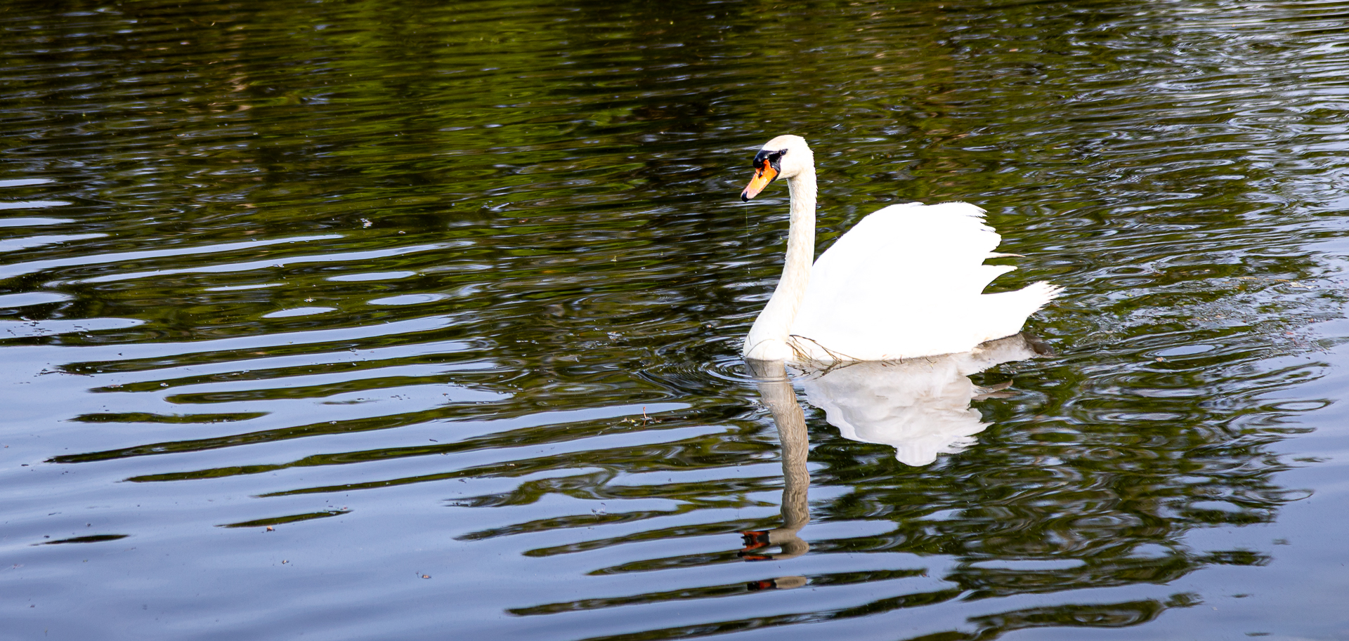 Spring photography of a swan swimming on a pond