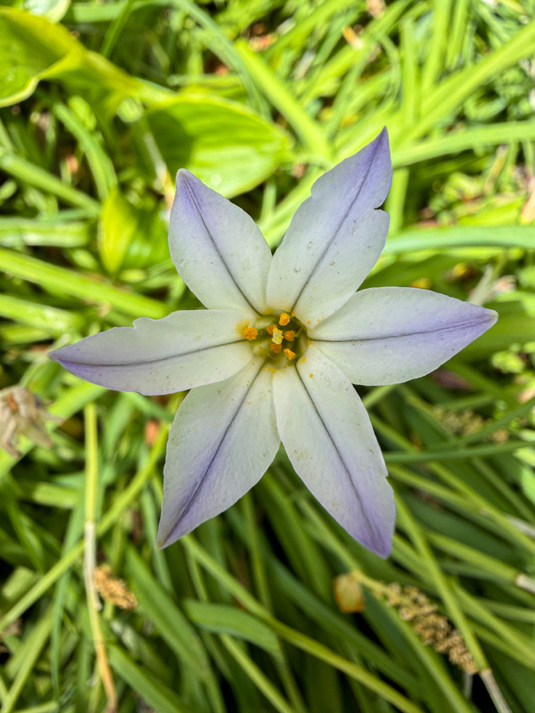 iPhone macro photo of a springstar flower