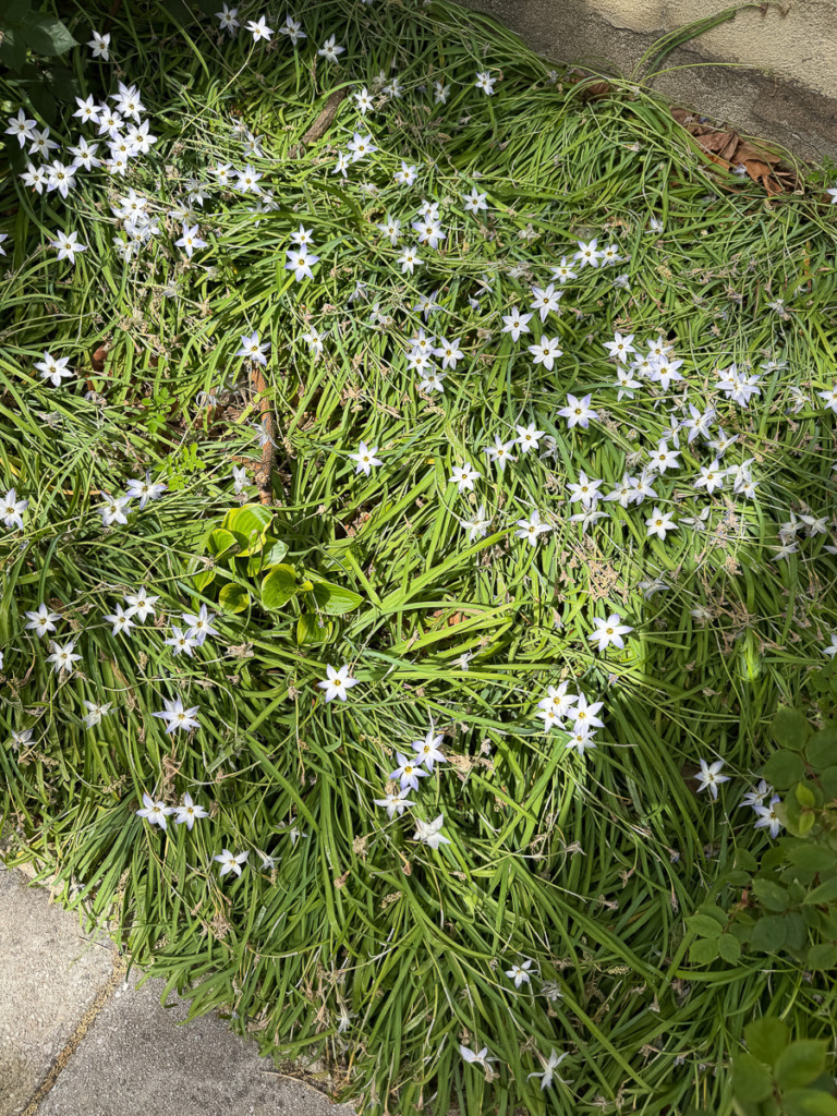 springstar flowers in a messy flower bed