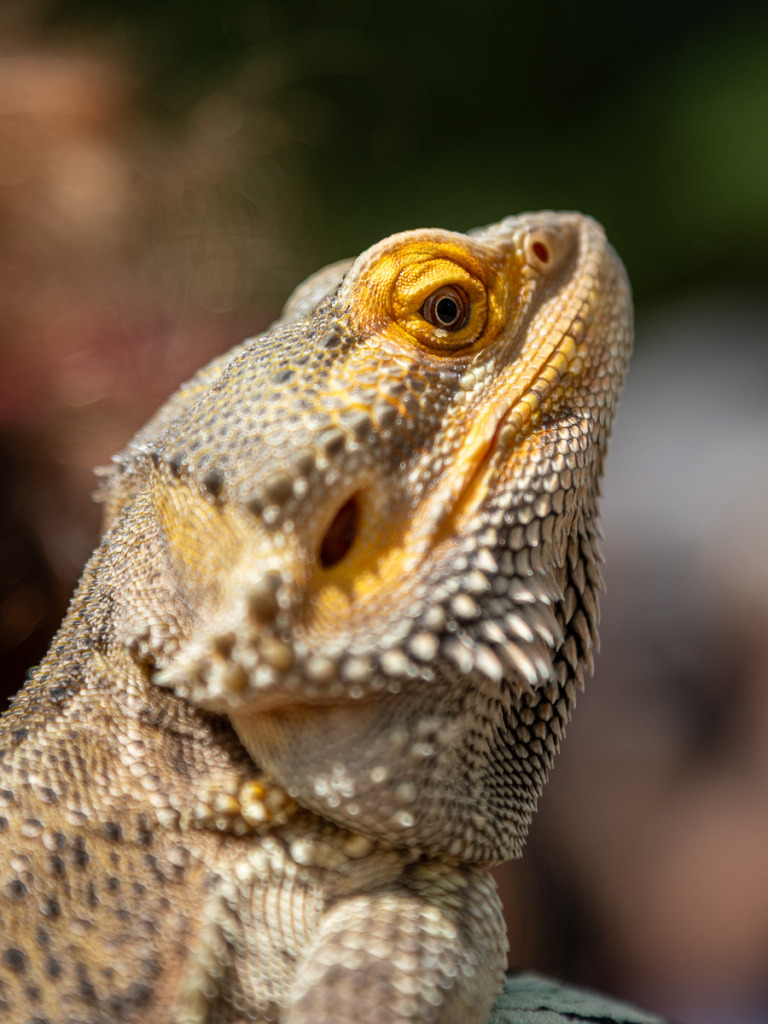 Spring photography at the farmers market can include pets like this bearded dragon